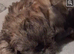 Beautiful shih tzu puppy