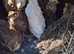 Coturnix quails 3 weeks old