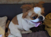 Japanese chin x