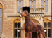 Trained Doberman