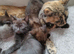 Lovely kittens need new homes
