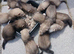 Ferrets