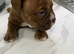 Pocket bully- bulldog