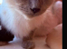Female tica and gccf un neutured ragdoll