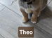 Gorgeous Shibas