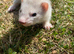 SILVER FERRET JILL