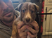 Lurcher x bordercollie