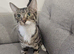 Female tabby cat