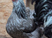 Large Fowl Exhibition Dark Brahma X 6 Hatching Eggs
