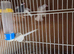 Java sparrow for sale