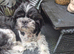 Female shi tzu