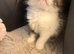 Cute Persian babies