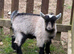 Pygmy goat weather