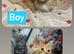 TICA Maine Coon Kittens Ready SOON!