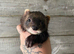 EUs & eu x blacks available adults and kits ready now