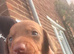 Miniature dachshund female