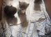 5 cute half ragdoll kittens