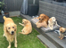 Golden retriever puppies