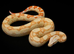 Future Breeding Pair of Kahl Boa Constrictors