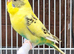 Various Quality Beautiful Budgies