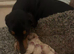 Tiny pale cream Chiweenie puppies ! Father Import from Las Vegas