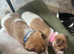 Jack Russell pupies