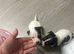 4 beautiful Jack Russell puppies
