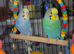 Budgies & Vision Cage