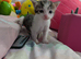 3 beautiful kittens