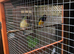 Pair gouldion finches