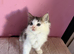 Beautiful 9 week old kittens