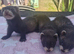 Polecat jill kit