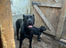 Top bloodline cane corso female having pups