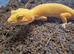 Sunglow leopard gecko  for sale