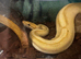 Banana python