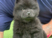 Chow pups ready now papers to hand !!
