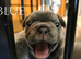 4 Male French Bulldog Puppies for sale