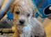 Cockapoo puppies