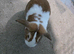 Mini lop &times; Holland Lop male