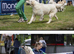 Boy - Labrador Retriver show x Golden retriver