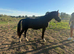 Registered Welsh C black gelding