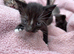 Beautiful & friendly kittens