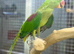 Alexandrine Parrot