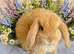 Mini lops