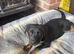 Beautiful Rottweiler cross German shepherd puppies