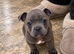 Adorable staffy puppies