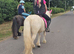 Quiet cob gelding 12hh