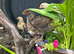 3 Week old Chicks for sale