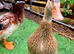 Appleyard hatching eggs