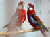 Rosella